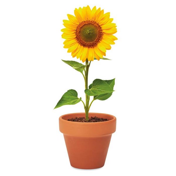 Obrázky: Terakotový kvetináč so semenami slnečnice, Obrázok 6