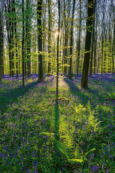 Obrázky: MAGIC NATURE, nástenný kalendár 330x600 mm, Obrázok 5