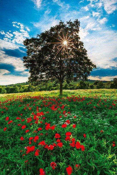 Obrázky: MAGIC NATURE, nástenný kalendár 330x600 mm, Obrázok 7
