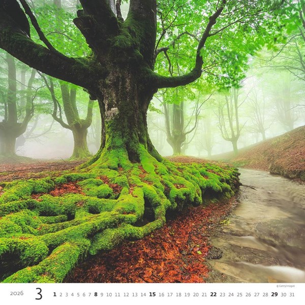 Obrázky: FOREST, nástenný kalendár 300x300 mm, väzba na špirále, Obrázok 4