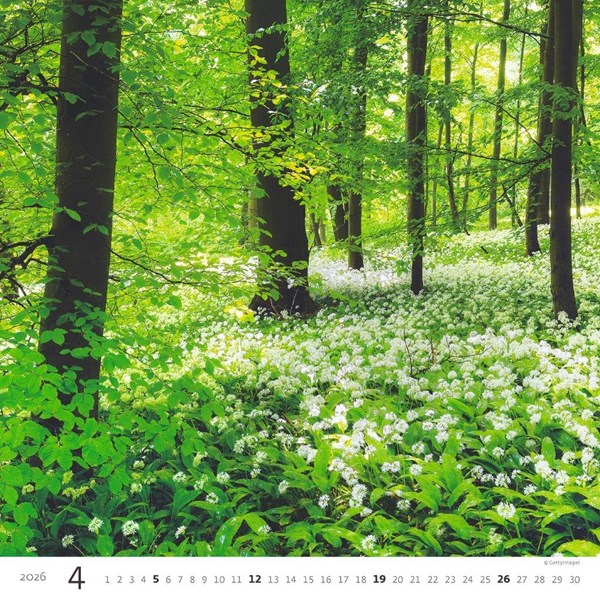Obrázky: FOREST, nástenný kalendár 300x300 mm, väzba na špirále, Obrázok 5