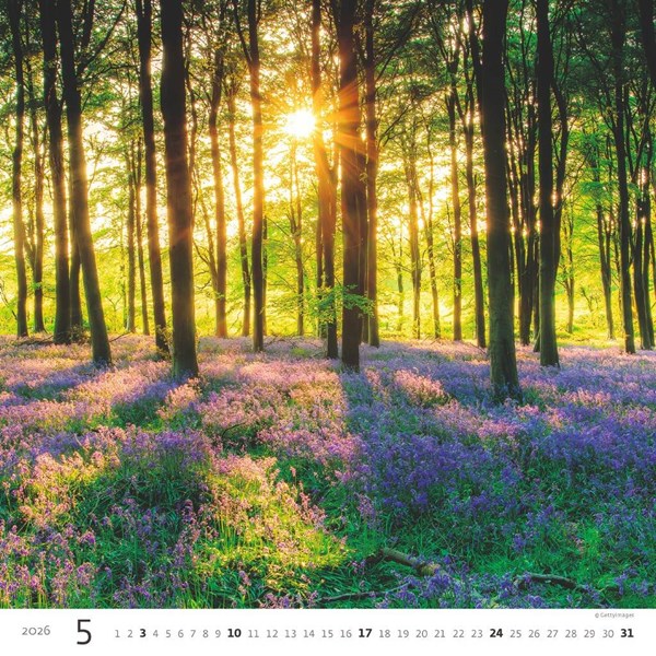 Obrázky: FOREST, nástenný kalendár 300x300 mm, väzba na špirále, Obrázok 6