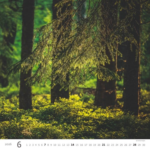 Obrázky: FOREST, nástenný kalendár 300x300 mm, väzba na špirále, Obrázok 7