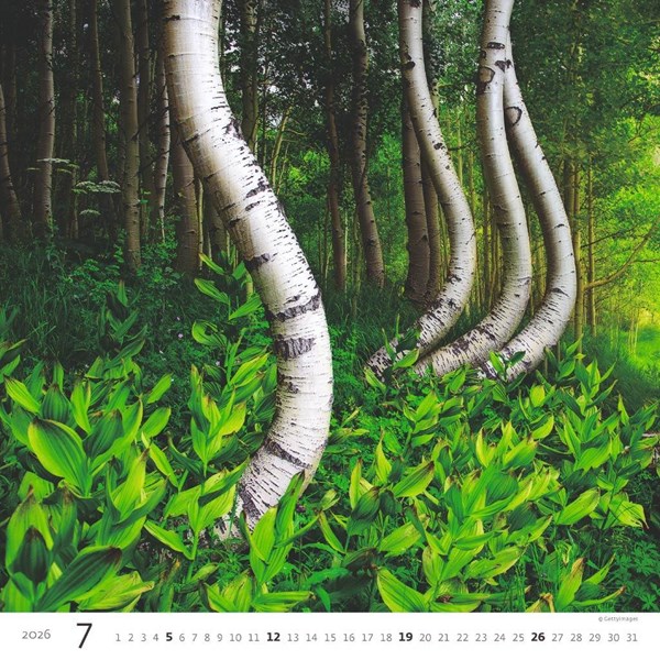 Obrázky: FOREST, nástenný kalendár 300x300 mm, väzba na špirále, Obrázok 8