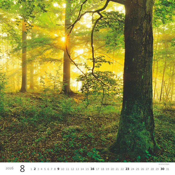 Obrázky: FOREST, nástenný kalendár 300x300 mm, väzba na špirále, Obrázok 9