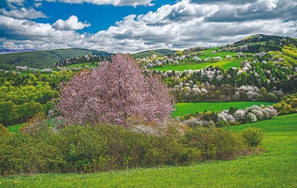 Obrázky: SLOVENSKO V OBRAZOCH,nástenný kalendár 485x340 mm, Obrázok 7